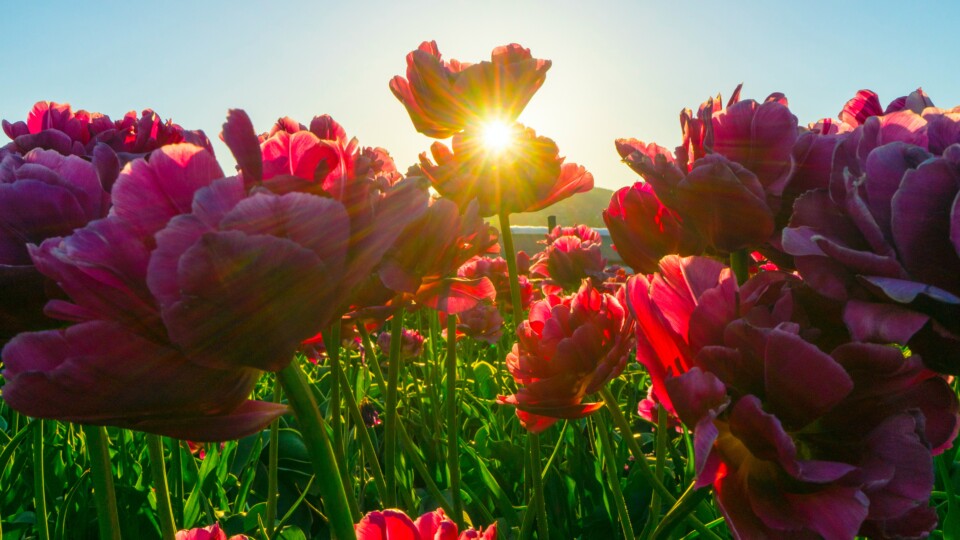 red-flower-fields-1108650