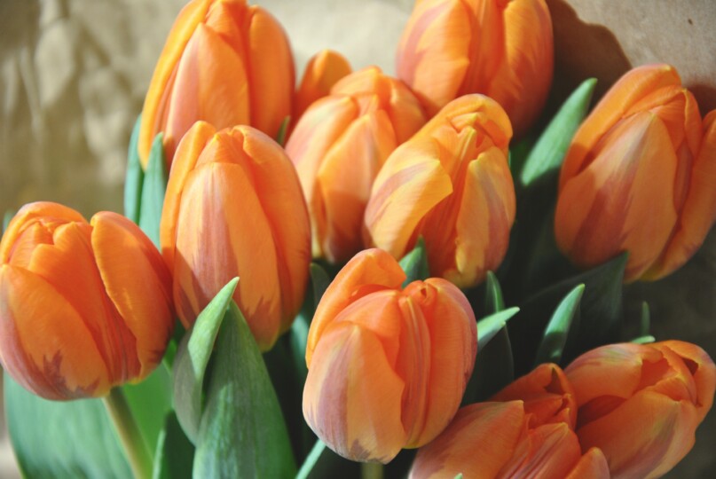 tulpen Handylegs-2 Tulpeh header
